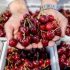 Pakistani cherries set to enhance competition in Chinese market