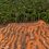 EU resists calls to delay deforestation law, letter shows
