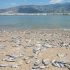 Greece tourist port flooded with hundreds of thousands of dead fish