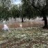 Italy: Severe drought damages olive trees ahead of harvest