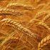 EU wheat drops to one-month low