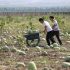 Watermelon farming aids sand control, boosts incomes in China’s largest desert