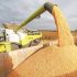 France raises wheat, maize crop estimates, cuts sugar beet