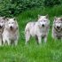 The EU wants to lower protection for wolves. Why has the species rebound become a problem?