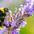 UK to ban bee-killing pesticides but highly toxic type could still be allowed