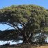 Portugal tree of the year announced