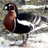 Bulgaria, a sanctuary for the red-breasted goose