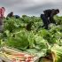 ‘Exploited’ migrant farm workers in UK paid for picks, not hours