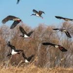 Henan’s black stork population hit new high